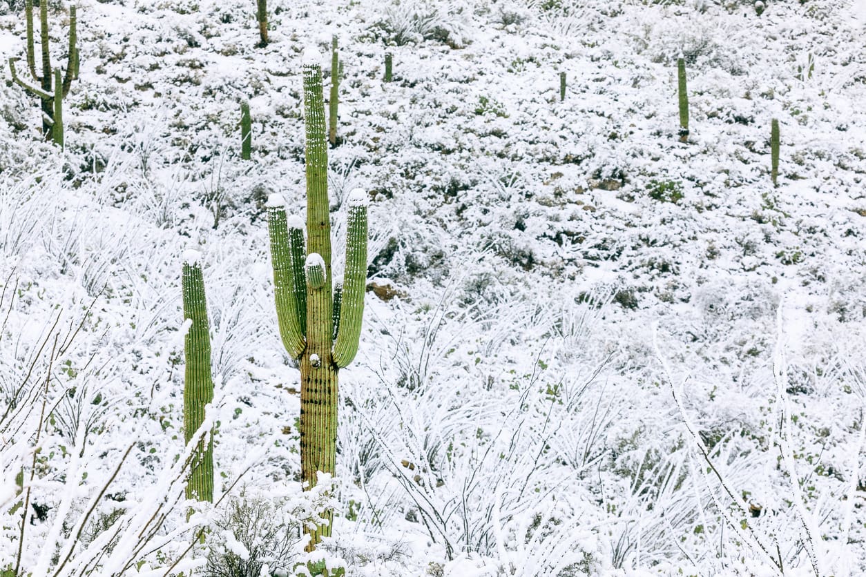 Saguaros with Snow
