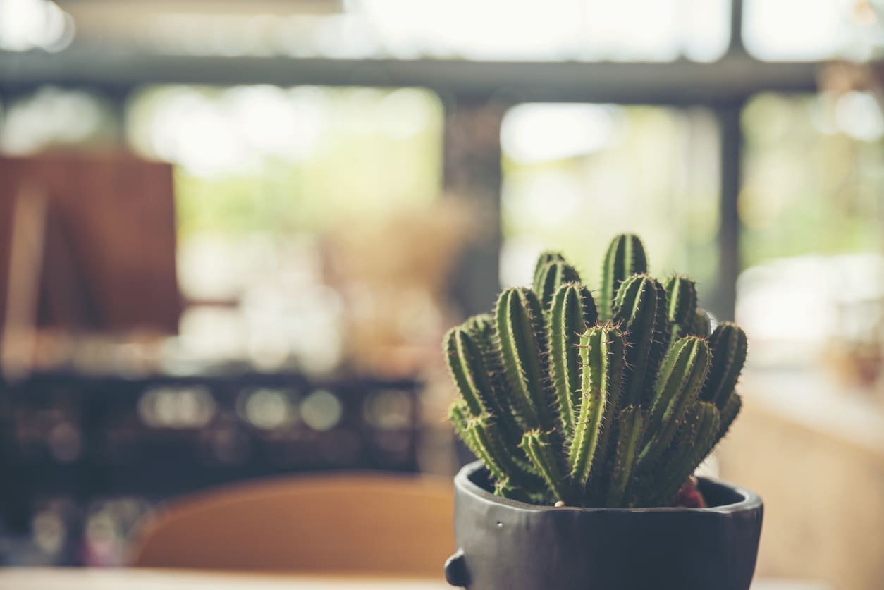 Cacti Inside Home