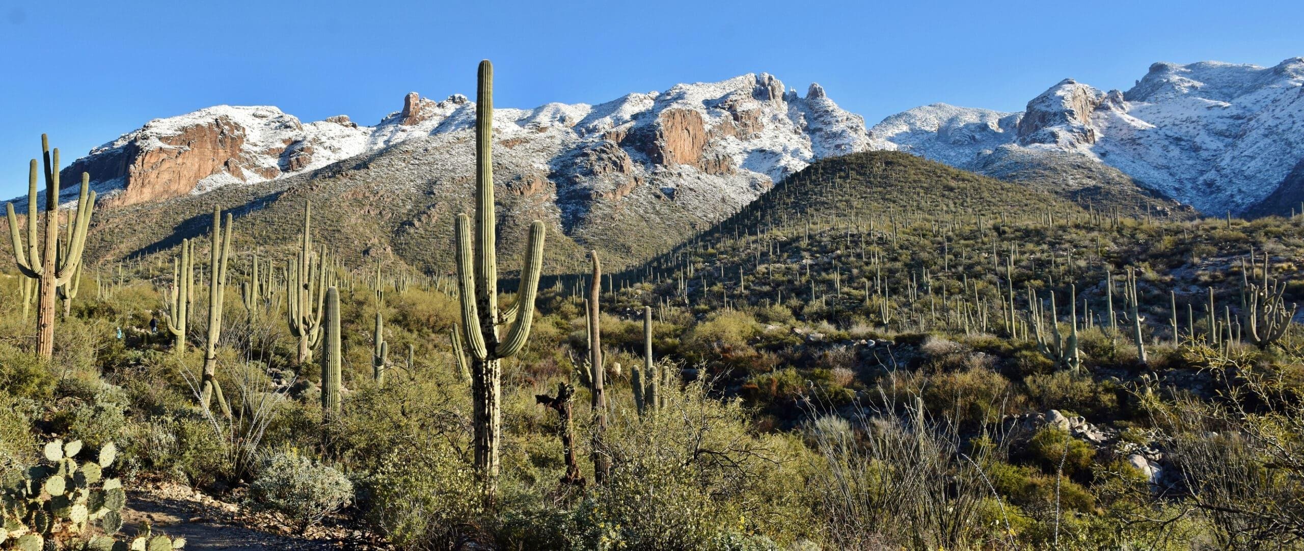 Snowy Catalina Mountains