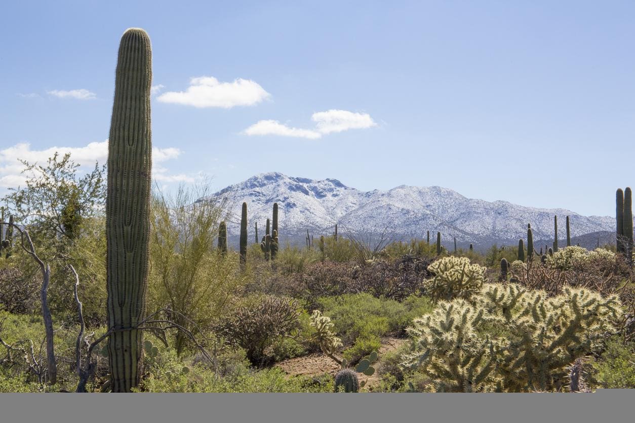 Snow on Saguaro National Park